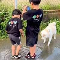 2人の男の子と犬が『水たまり』を見つけた結果→夢中になって遊び始めて…帰る気が全くない光景に反響「仲良しで可愛い」「三人兄弟みたい」