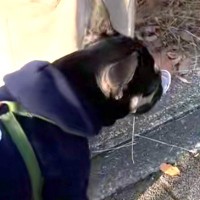 お散歩中『何か』を拾った犬→顔を見てみたら…意外すぎる『まさかの拾いもの』に反響　『ドヤ顔』で自慢する光景に思わずほっこり