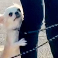 バンドマンが3匹の犬を散歩に連れていった結果→即解散レベルな『意見が食い違う光景』が22万再生「バンドなら解散ｗ」「三犬三様で可愛い」