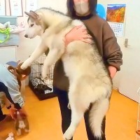 18キロまで成長した『売れ残りの大型犬』を飼った結果…「なんか泣けた」「心から感謝」素敵な家族に迎え入れられた1匹のワンコがSNSで話題
