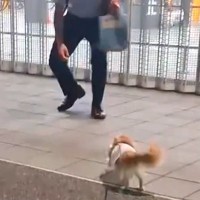 単身赴任中のパパと『3週間ぶり』に会った犬　「駆け寄ってて可愛すぎる」「見てるだけで幸せ」愛に溢れた『再会の瞬間』に10万再生の反響