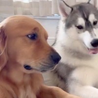 近くでくつろぐ兄弟犬→兄が弟を横目で見ていた理由は…完全に『予想的中した光景』にほっこり「人間すぎるｗ」「当たったね」と95万表示