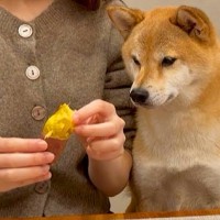 犬と『焼き芋を半分こ』して食べていたら…あまりにも可愛い『おねだり』が最高すぎると17万再生「人間の子どもみたい」「膝に…可愛すぎる」