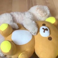 ぬいぐるみがないと寝れなかった犬→赤ちゃんが家にきたら…『まさかの光景』が尊すぎると45万再生「絵に描いたような幸せ」「可愛くて涙出た」