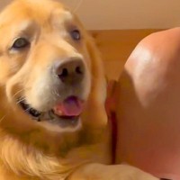 スキンヘッドのパパに抱っこしてもらう大型犬→ママが『頭を舐めてみて』と言うと…思わず笑う行動が15万再生「忠実なのかｗ」「息ぴったり」