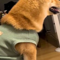 テレビドラマをつけたままソファで寝落ち→起きたら犬が隣にいて…犬とは思えない『まさかの光景』が45万再生「前のめりで草」「主婦やんｗｗ」