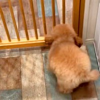 トリミングサロンに『推しのお兄さん』がいる犬→顔を見た瞬間…『大好き』を全身で表現する光景が18万再生「たまらんな」「ヘソ天はやいｗｗ」