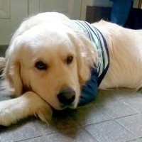 遊びに行けなくて不貞腐れている大型犬→『お出かけしよう』と言った瞬間に…わかりやすすぎる表情と態度が話題「切り替え早ｗ」「子供みたい」