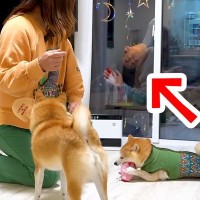 帰省した息子が突然『窓』から現れた結果→4匹の犬が…気づいた瞬間に『テンションMAXになる光景』が16万再生「狂喜乱舞ｗ」「愛されてる」