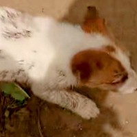 川に落ちていた『野犬の子犬』を助けた男性→絶対に見捨てることができない『まさかの行動』に199万再生の反響「さみしかったね」「泣いた」