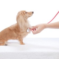 犬の『鳴き方がいつもと違う』理由4つ　体調不良の可能性や危険な吠え方まで