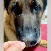 大型犬に『外したてのピアス』を嗅がせた結果→くさいはずなのに…まさかのリアクションが11万再生「口がｗｗ」「クセになる香り…なのか？」