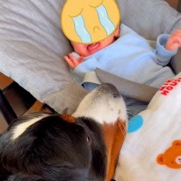 『ちょっと！大丈夫？』赤ちゃんが号泣→近くにいた超大型犬が心配して…本当の姉のような行動が10万再生「赤ちゃんも安心」「子守してる」