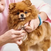犬に苦痛を与える『爪切り方法』5つ　上手くできない場合の対処法まで解説