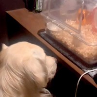 大型犬が静かだったので見に行った結果→ハムスターの部屋を…種族を超えた『愛溢れる様子』が17万再生「通じ合ってる」「見守り隊だね」と絶賛