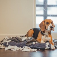 犬が『分離不安症』になっているときの行動5選　主な症状や治療法まで解説