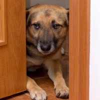 犬を『入れてはいけない場所』の特徴8つ　愛犬にとって危険な部屋の状況や起こり得るトラブルまで