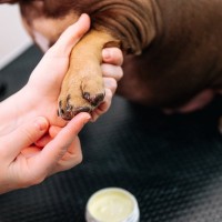 寒い時期、犬に必要な『お手入れ』4つ　冬場に起こり得るトラブルとは？