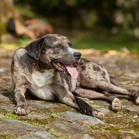 犬が『疲れた』と言っているサイン5つ　愛犬の疲労が溜まってしまう原因とは？