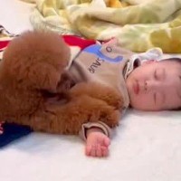 『ぼくが守る』いつも赤ちゃんのことを警備していた犬→1年後…愛おしい『成長』を遂げた光景が11万再生「賢くて優しい」「今を楽しんで」