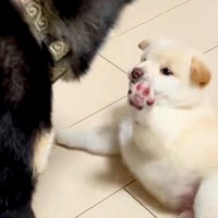 赤ちゃん犬が可愛くて仕方がない父犬→母犬が近づいてきて…もはや『人間の夫婦』のような状況が面白すぎると101万再生「犬の世界も嫁強いｗ」