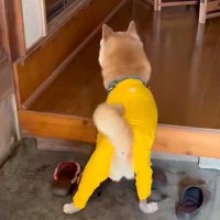 大好きなおばあちゃんに会いに行った犬→再会した瞬間…愛おしい光景が16万表示「本当に大好きなんですね」「しっぽちぎれそうｗ」と絶賛