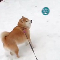 犬にボールを投げた結果→『喜んで遊ぶかな』と思ったら…コントのような『まさかの反応』に7万いいね「初めて見たｗ」「ツンデレで草」と爆笑