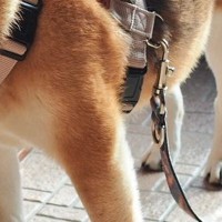 『その場所はあがっちゃダメだよ』と言われた犬→まさかの『ギリギリを攻める光景』に3万いいね集まる「セーフｗ」「足じゃないもんね笑」と反響