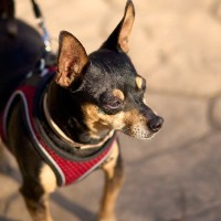 犬が『耳をピーンと立たせる』理由4選　耳の動きからわかる愛犬の気持ちや判断する方法まで