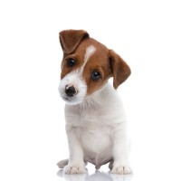 犬が『困ったな』と思っているときにみせるサイン4つ　愛犬を惑わせないためにできることまで