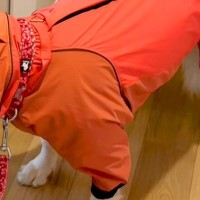 どうしても『雨の日の散歩』に行きたくない大型犬→わかりやすすぎる『まさかの抗議方法』が50万再生「表情最高ｗｗ」「声出して笑った」