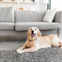 犬が部屋にひとりでいるとき『置いてはいけないもの』７選　考えられる危険な事故とは？