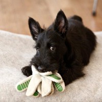 犬があなたを『チラ見』する心理4選　愛犬と目があったときに飼い主がすべき対応まで