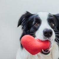 犬が『家族』にだけみせる行動3選　愛犬が飼い主を信頼しているときのサインや心を許してもらうコツまで
