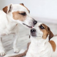 犬が他の犬を舐める『5つの心理』放っておいて大丈夫？しつこくペロペロしているときの対応まで