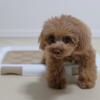 犬の『危険なウンチ』５選　判断する方法や今すぐに病院へ連れて行くべき状態まで