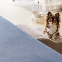 『小型犬がなりやすい病気』５選　日常生活で気をつけたい怪我や対策まで