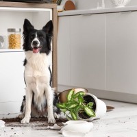 『犬を飼って後悔してしまう』理由５選　愛犬との生活で大変なことや迎える前に知っておくべき現実とは？