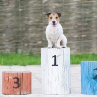 『負けず嫌いな犬』の特徴5つ　どんな行動を見せる？トラブルを防ぐための方法まで