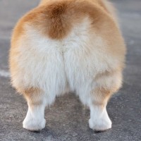 犬が『お尻を触ってほしくない』ときにみせるサイン6つ　どんな態度をみせる？対処法まで