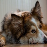 犬が『恥ずかしがっている』ときにみせる仕草や行動5選　愛犬が飼い主に見られたくないタイミングとは？