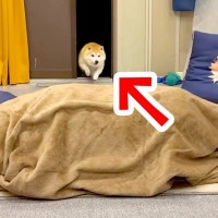 帰省した姉が『毛布の中に隠れて犬を出迎えた』結果→狂喜乱舞した『再会の瞬間』が53万再生「私までテンション上がった」「喜びの極みｗ」