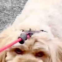 お母さんの代わりに、息子が『犬の散歩』をした結果→露骨すぎる『態度の違い』が245万再生「顔がｗｗ」「こんな表情の犬いるんｗ」と爆笑の声