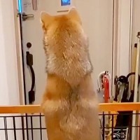 パパの車の音が聞こえると、玄関でスタンバイする犬→あまりにも尊い『後ろ姿』と再会の瞬間が21万再生「パパ絶対嬉しい」「超かわいい」