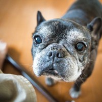 犬が『飼い主を追いかけている』ときの心理6つ　愛犬が後をついてくる理由や注意点まで