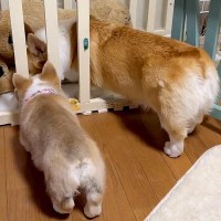 赤ちゃん犬を飼ってから1週間→先輩犬の後を追いかけて…あまりにも尊い『とにかく真似する光景』に悶絶「たまらなく可愛い」「学んでる」と絶賛