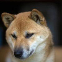 犬が『反省している』ときにみせる仕草や行動5つ　愛犬をしつけるときの適切な対応まで解説