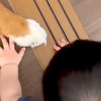 どうしても『超大型犬のおてて』を触りたい赤ちゃん→可愛いが渋滞している『尊い光景』が107万再生「赤ちゃんって理解してる」「素敵な家族」