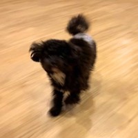 犬を初めて『ペットホテル』に預けた結果→『寂しがるかな』と思ったら…衝撃的な光景が55万再生「大満喫してて草」「素敵すぎる」と絶賛の声