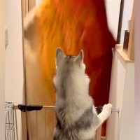 大型犬に『目の前から消えるドッキリ』を仕掛けた結果→思っていたのと違う『まさかのリアクション』が話題「マイペース」「私らも見習お」